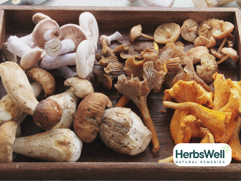Functional mushrooms in a wooden box