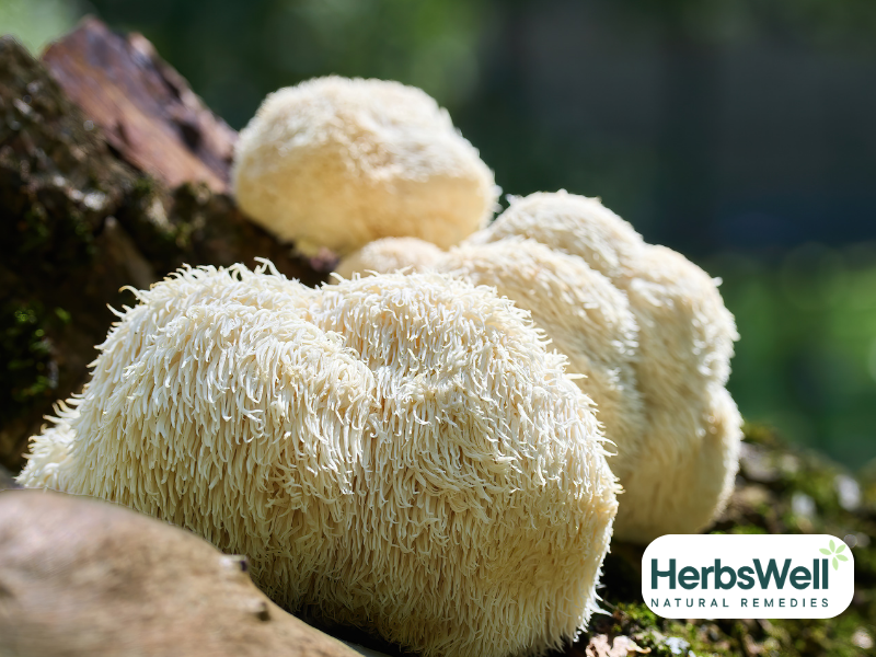 Lion’s Mane - A beginners guide.